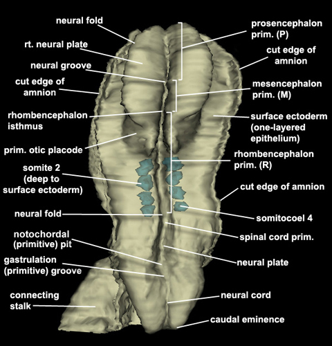 Embryo - Dorsal