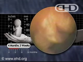 Play Movie - 4 months 3 weeks fetus, Circadian Rhythms