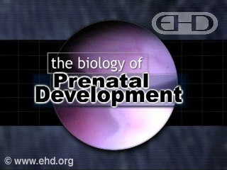 the biology of prenatal development