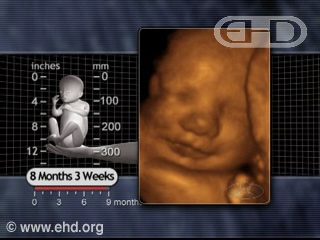 Play Movie - 8 months 3 weeks fetus, Flavor Preferences
