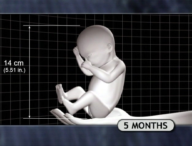 5 Month Fetus