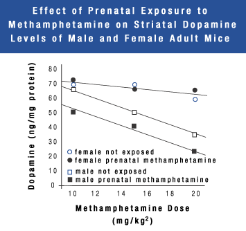 graph showing effect of prenatal exposure to methamphetamine on striatal dopamine levels of male and female adult mice
