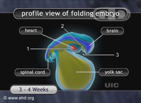The Folding of the Embryo