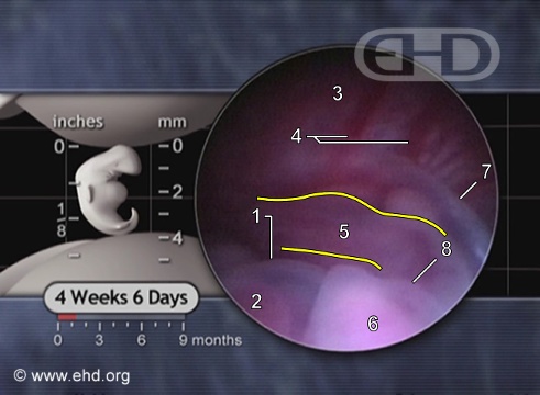 The Lower Embryo