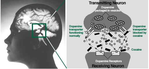 Neuron transmission