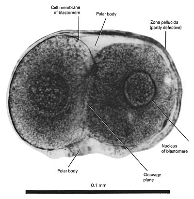 Open PDF version of FIG 1-2, The 2-cell zygote