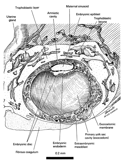 Internal Features of the 12-Day Embryo Open PDF version of FIG 2.2, Internal Features of the 12-Day Embryo