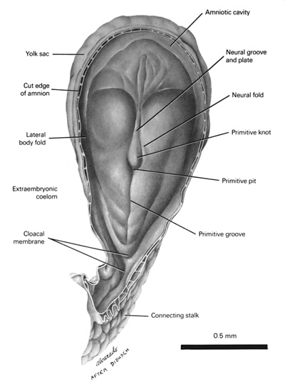A dorsal view of the presomite embryo in the early neural groove period showing midline specializations in the ectoderm and the relation of the embryo to the amnion (cut), yolk sac and connecting stalk. Open PDF version of FIG 3-3, A dorsal view of the presomite embryo in the early neural groove period showing midline specializations in the ectoderm and the relation of the embryo to the amnion (cut), yolk sac and connecting stalk.