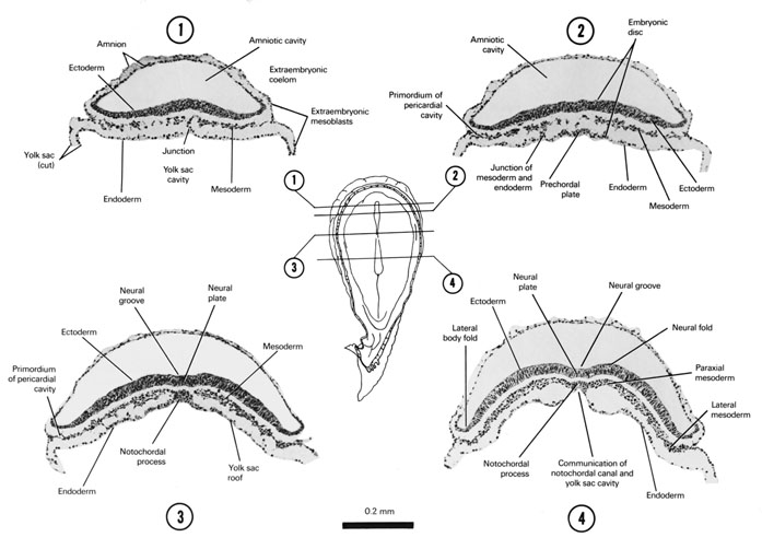 A section through the cranial end of the embryonic disc, the cranial part of the embryonic disc showing the prochordal plate, the neural plate and the underlying notochordal process, the middle of the neural plate and the notochordal process. Open PDF version of FIG 3-4, A section through the cranial end of the embryonic disc, the cranial part of the embryonic disc showing the prochordal plate, the neural plate and the underlying notochordal process, the middle of the neural plate and the notochordal process.