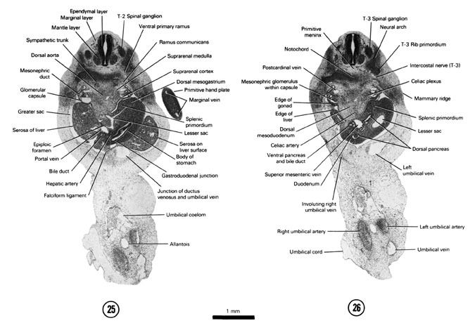A section through the T-2 spinal ganglion, suprarenal gland and gastroduodenal junction. A section through the T-3 spinal ganglion and caudal edge of the liver. Open PDF version of FIG 6-18, A section through the T-2 spinal ganglion, suprarenal gland and gastroduodenal junction. A section through the T-3 spinal ganglion and caudal edge of the liver.