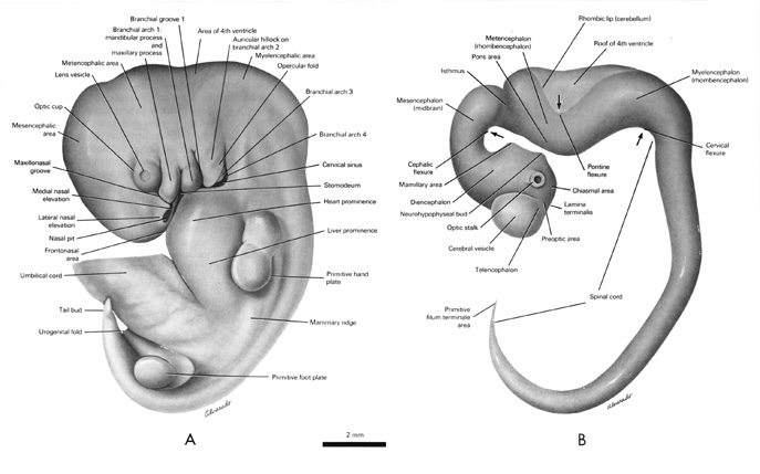 External features of the 10-mm embryo. Central nervous system of the 10-mm embryo. Open PDF version of FIG 6-1, external features and central nervous system of the 10-mm embryo.