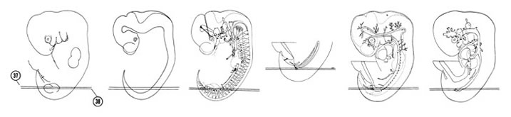 Fig 6-24 sideview