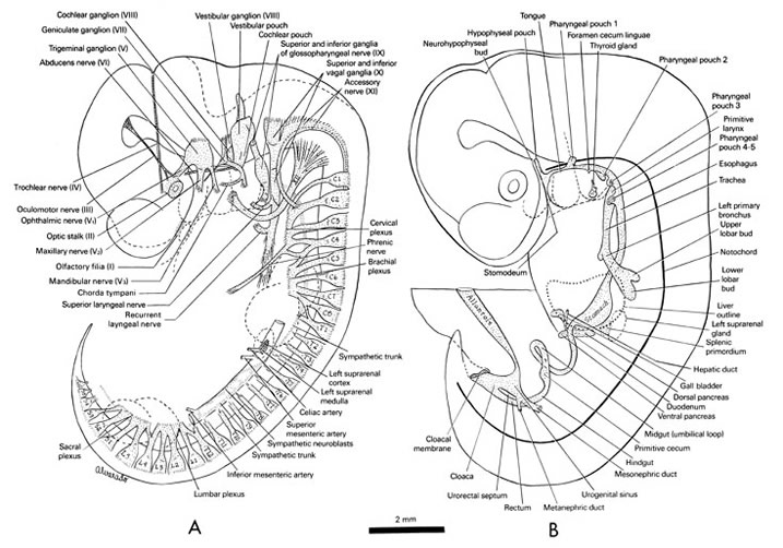 Peripheral nervous system of the 10-mm embryo. Alimentary and respiratory systems of the 10-mm embryo. Open PDF version of FIG 6-2, peripheral nervous system, alimentary, and respiratory systems of the 10-mm embryo.