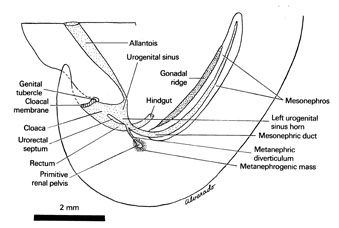 Urogenital system of the 10-mm embryo. Open PDF version of FIG 6-3, Urogenital system of the 10-mm embryo.