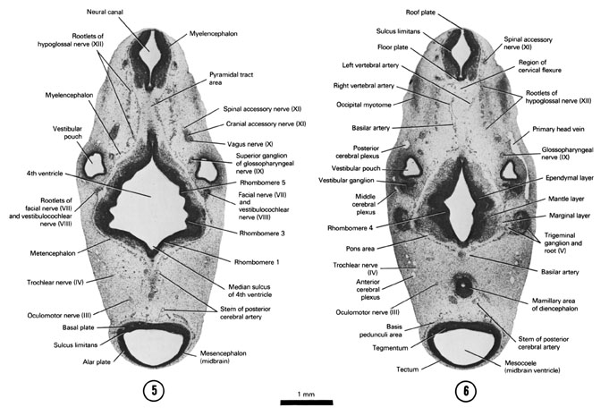 A section through the rootlets of the facial, vestibulocochlear and hypoglossal nerves. A section through the region of the cervical flexure, trigeminal nerve root and mamillary area of the diencephalon. Open PDF version of FIG 6-8, A section through the rootlets of the facial, vestibulocochlear and hypoglossal nerves. A section through the region of the cervical flexure, trigeminal nerve root and mamillary area of the diencephalon.