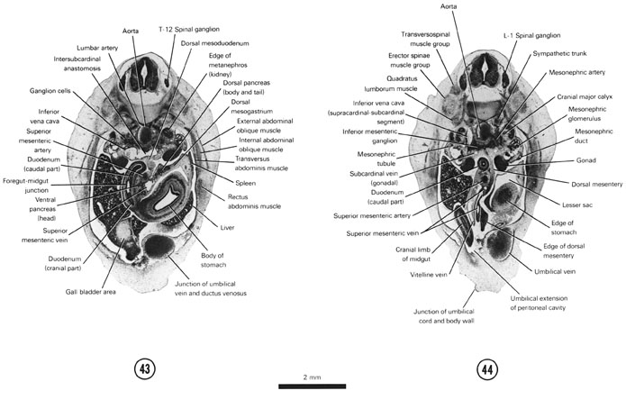 A section through the cranial edge of the metanephros. A section through the L-1 spinal ganglion and the cranial edge of the junction of the umbilical cord and the ventral body wall. Open PDF version of FIG 7-27, A section through the cranial edge of the metanephros. A section through the L-1 spinal ganglion and the cranial edge of the junction of the umbilical cord and the ventral body wall.