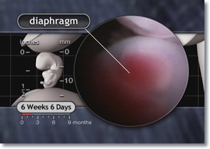 Embryo diaphragm Diaphragm of 6 weeks 6 days embryo