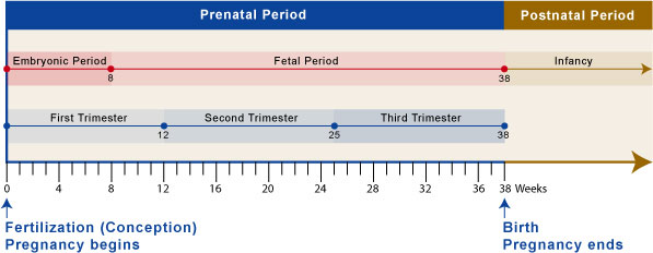 Fetal Development Timeline Chart