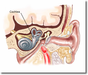 Cochlea, Ear cochlea, ear, adult