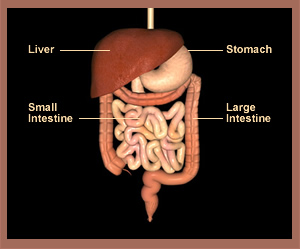 Adult Digestive System: Liver, Stomach, Small Intestine, Large Intestine, Colon