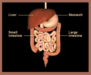 Adult Digestive System Adult Digestive System: Liver, Stomach, Small Intestine, Large Intestine, Colon