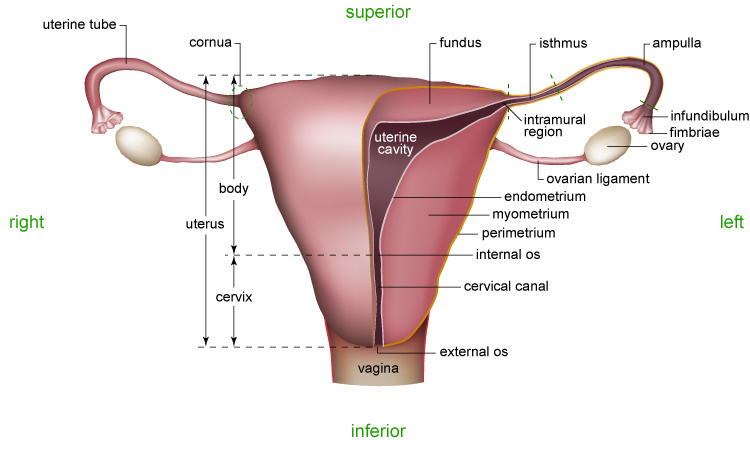 Figure 0.2 - Female Reproductive System - Cutaway View Advanced