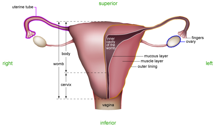 Female Reproductive System