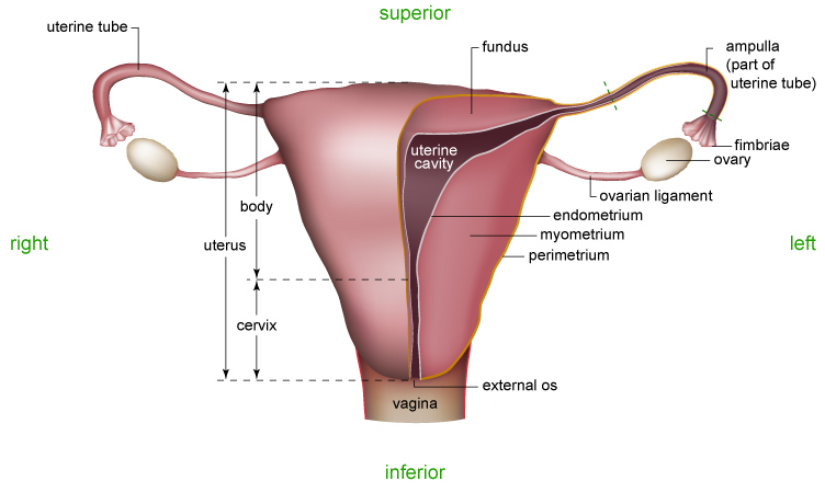 Female Reproductive System