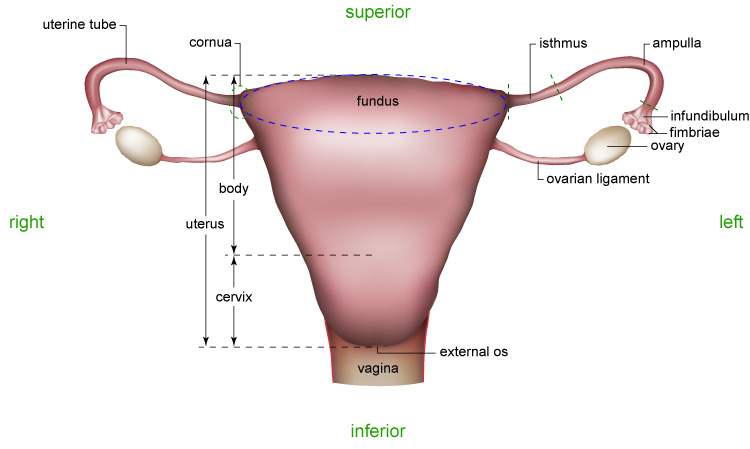 Female Reproductive System