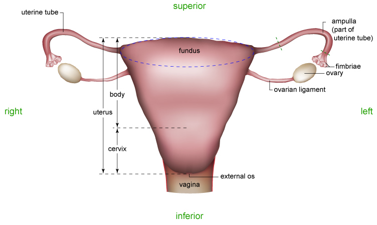 Female Reproductive System