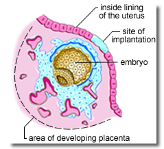 Implantation is almost complete Implantation is almost complete, embryo, inside lining of the uterus, placenta