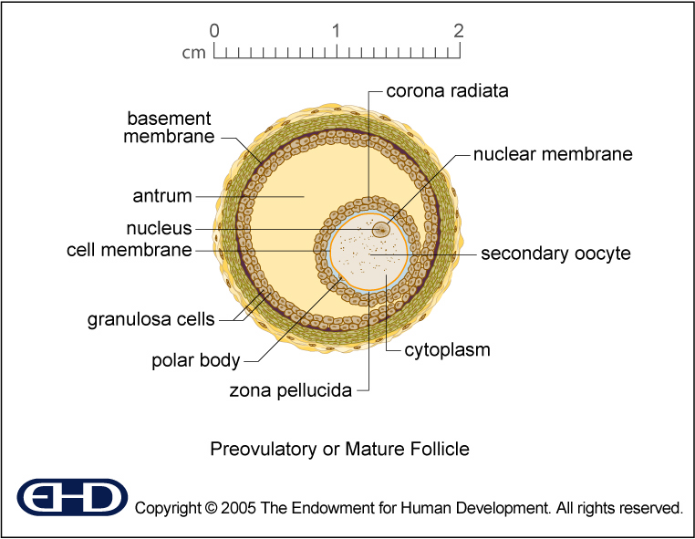 Mature Follicle