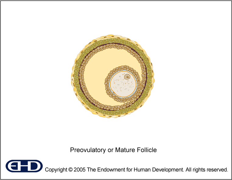 Mature Follicle