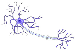 Neuron neuron