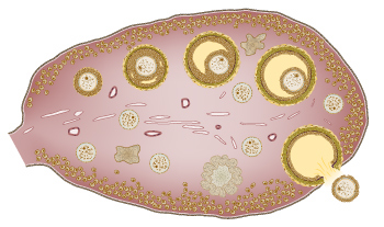 Ovary See lables for FIG 0.4, Ovary