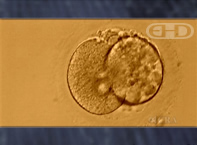 See Labels [Two-Cell Human Embryo]