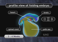 See Labels [The Folding of the Embryo]