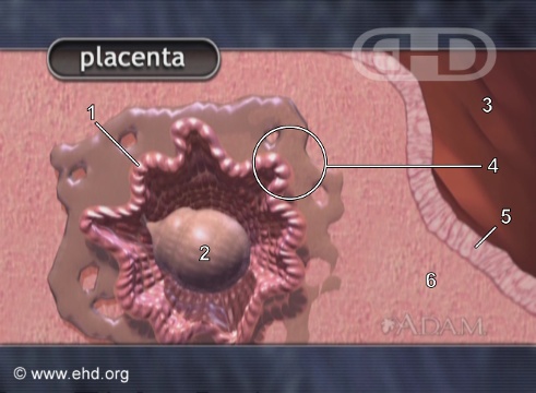 Implantación terminada [Haga clic para la siguiente imagen]