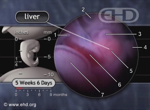 Liver, Cord, and Left Foot Plate