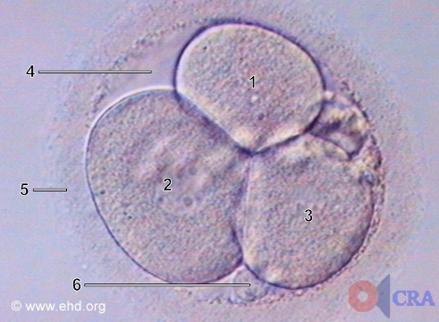 Three-Cell Embryo