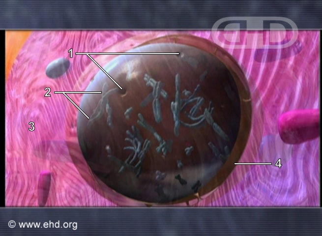 Chromosomes and the Nucleus [Click for next image]