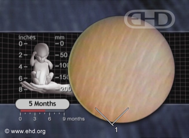 Close-up of Fetal Skin [Click for next image]