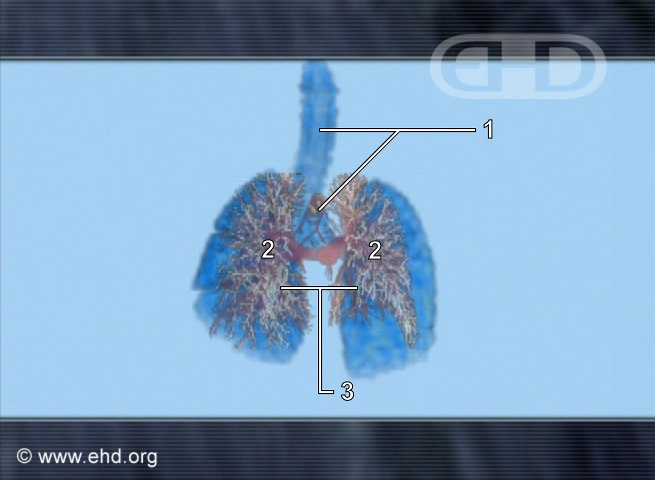 Comparing Lung Development [Click for next image]