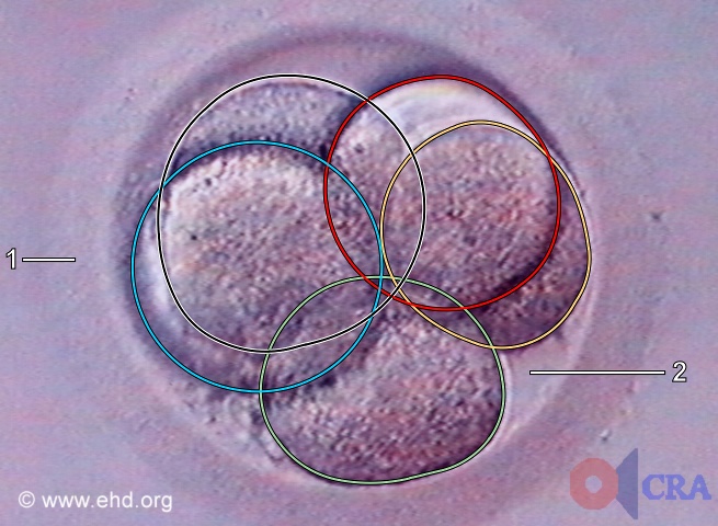 Five-Cell Embryo [Click for next image]