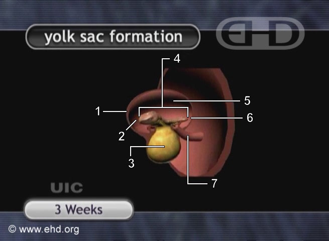 Left Lateral View: 3-Week Embryo [Click for next image]