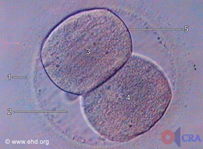 Two-Cell Embryo