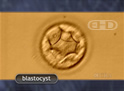 Blastocyst