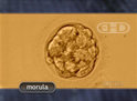 The Morula and Blastocyst