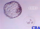 Hatched Blastocyst