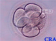 Six-Cell Embryo